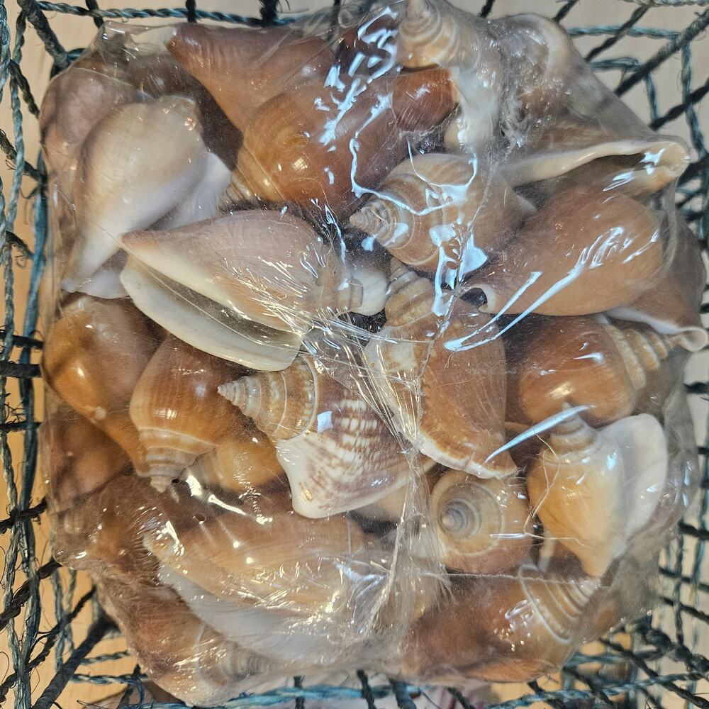 Vintage Wire Mesh Basket with Bagged Spiral Shells and Loose Scallop Shell Lot